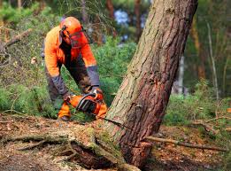 Professional Tree Removal and Landscaping Services in Anna, IL